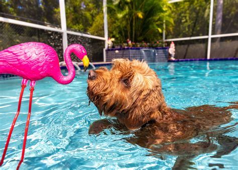 Can Goldendoodles Swim and Why Do They Dream of Flying Fish?