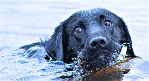 Do Labs Like to Swim? And Why Do They Always Look So Happy Doing It?