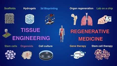 Fibrynogen: Od tkanek do implantów – rewolucja w medycynie regeneracyjnej?