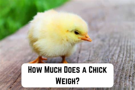 How Much Does a Hungry Fat Chick Weigh? And Why Does It Even Matter?