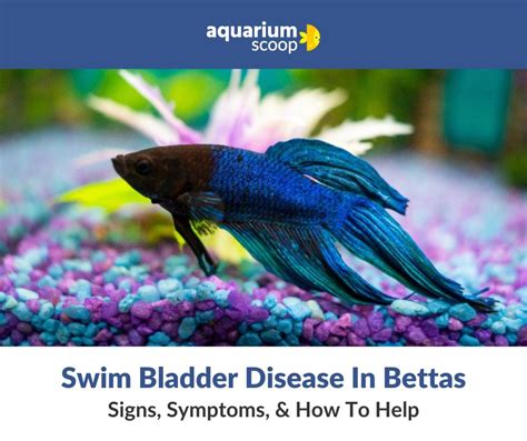 How to Fix Fish Swim Bladder: A Dive into the Depths of Aquatic Health and Beyond