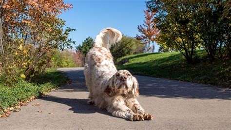 Why Do Dogs Stretch So Much: Unraveling the Mystery Behind Their Limber Lives